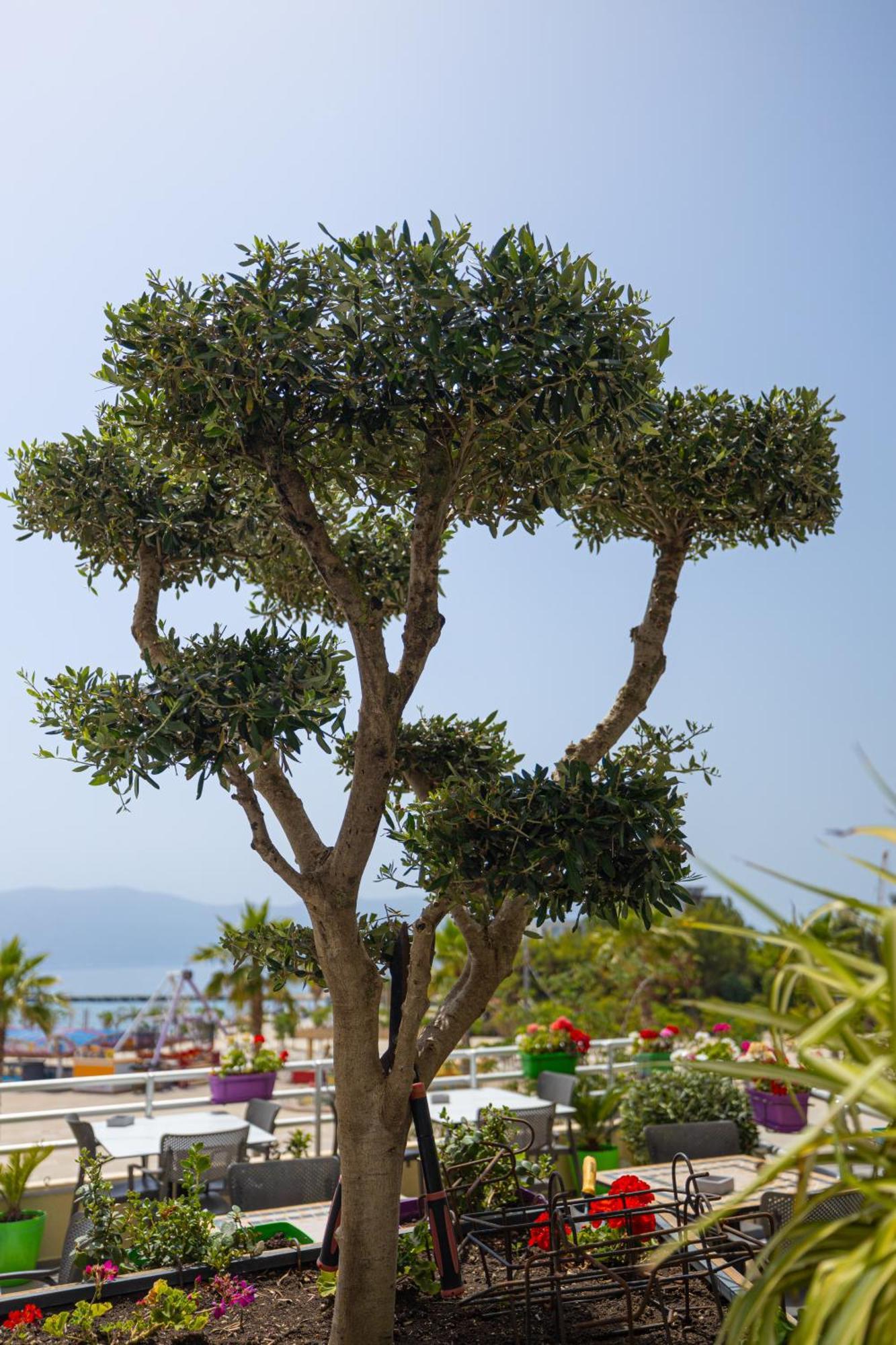 Veranda Boutique Hotel Vlore Bagian luar foto